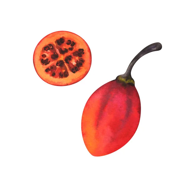 手描きのスライスと全体 Tamarillo 白い背景で隔離の水彩イラスト — ストック写真