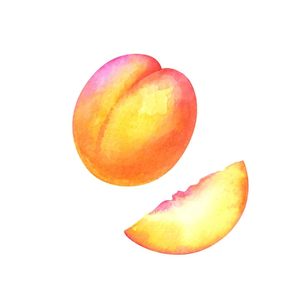 Hand Painted Watercolor Illustration Slices Whole Apricot Isolated White Background — Stock Photo, Image