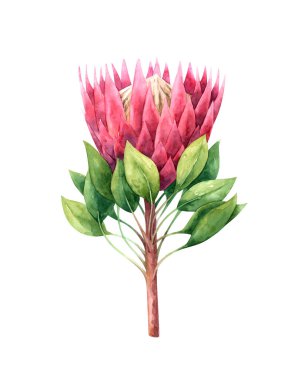 El boyalı suluboya Protea çiçek beyaz arka planda izole. Bitkiler illüstrasyon