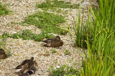Küçük ördek bir çakıl plaj üzerinde uyuyor