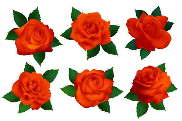 白色背景上的一套红玫瑰 独立的向量花 — 图库矢量图片
