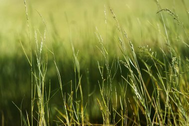 Yeşil çimenlerin yaprakları, yumuşak güneş ışığına yakın