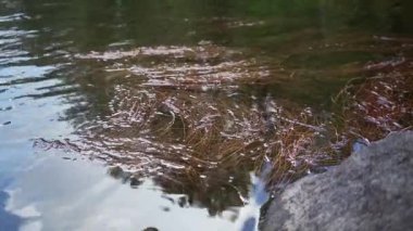 Yüzeyin altında kıyıya yakın sualtı bitkileri.