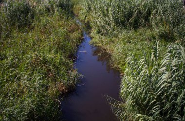 Orman nehri. Metnin için boşluk.