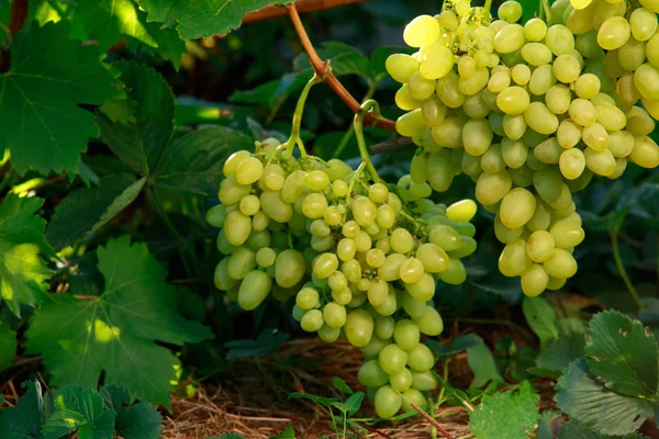 Monte Uvas Maduras Penduradas Mato — Fotografia de Stock