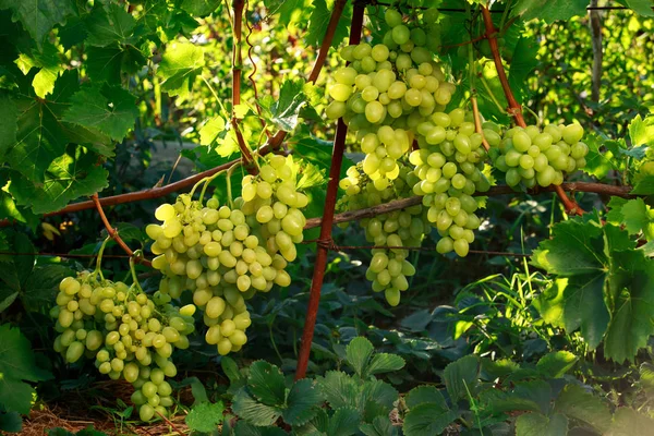 Bunch Ripe Grapes Hanging Bush — Stock Photo, Image