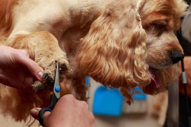 Bir köpek yavru horoz İspanyol saç bakım
