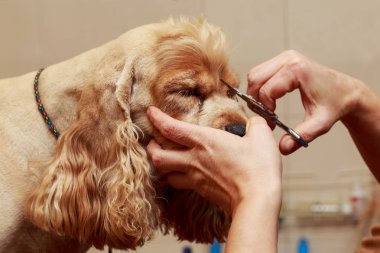 Bir köpek yavru horoz İspanyol saç bakım