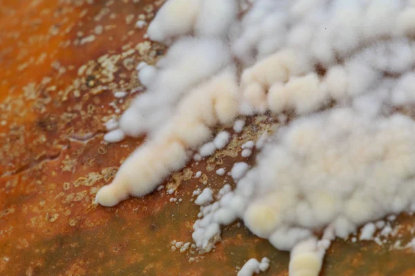 Beyaz kalıp çok büyük fincan