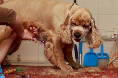 Bir köpek yavru horoz İspanyol saç bakım