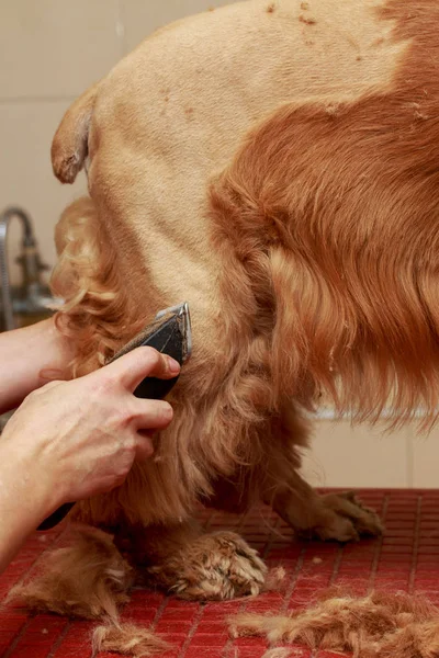 Grooming Hair Dog Cocker Spaniel — Stock Photo, Image