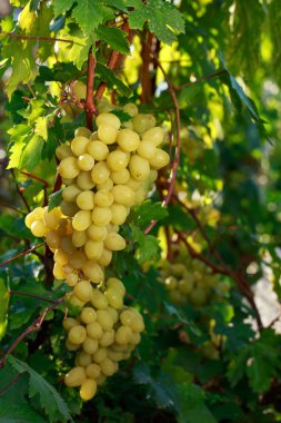 bush üzerinde asılı olgun üzüm demet