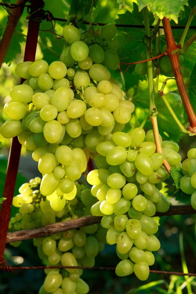 Racimo Uvas Maduras Colgando Arbusto — Foto de Stock