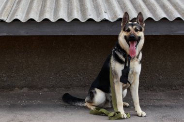 Köpek doğurmak Alman çoban evi korur