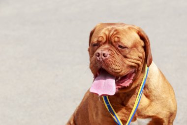 Köpek doğurmak Fransız Mastiff bir yakın çekim