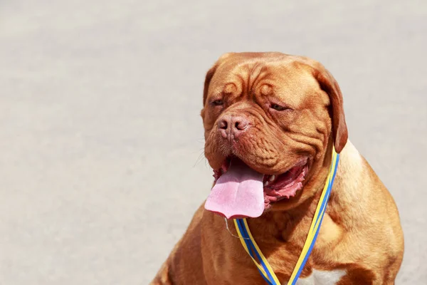 Raça Cão Mastim Francês Close — Fotografia de Stock