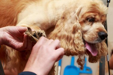 Bir köpek yavru horoz İspanyol saç bakım