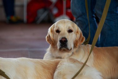 Köpek kadar yakın bir Labrador doğurmak
