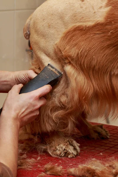 Peli Curanti Cane Cocker Spaniel — Foto Stock