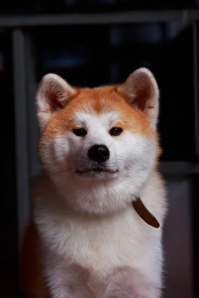 Pies Rasy Akita Inu Jest Chodzenie Świeżym Powietrzu — Zdjęcie stockowe