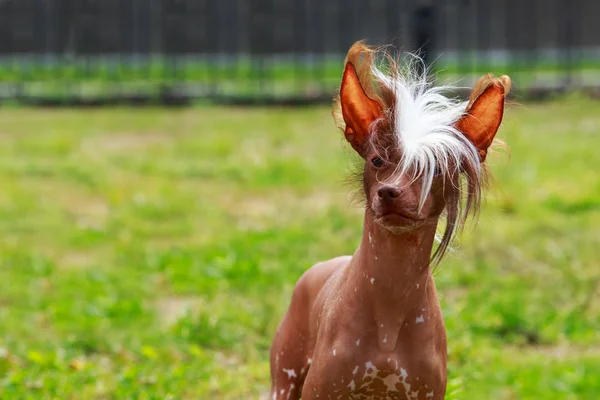 Perro Crianza Chino Cresta Fondo Verde Hierba — Foto de Stock