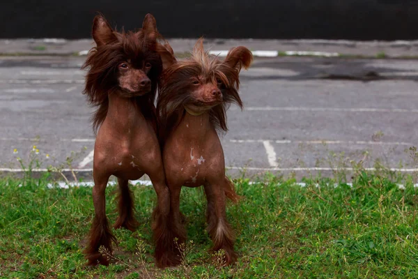 Dos Perros Raza China Crestado Sobre Hierba Verde — Foto de Stock