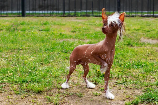 Pies Rasy Chiński Grzywacz Tle Zielonej Trawy — Zdjęcie stockowe