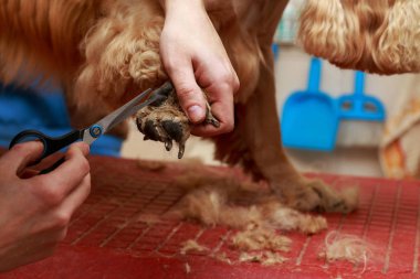 Bir köpek yavru horoz İspanyol saç bakım