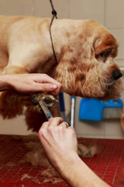 Bir köpek yavru horoz İspanyol saç bakım