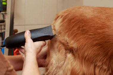 Bir köpek yavru horoz İspanyol saç bakım