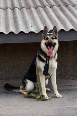 Köpek doğurmak Alman çoban evi korur