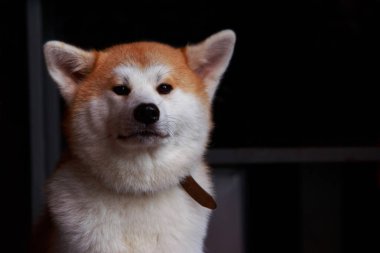 köpek doğurmak Akita Inu açık havada yürüyüş