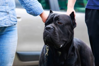 Köpek doğurmak italiano cane corso üzerinde bir açık havada