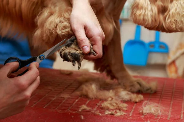 Bir köpek yavru horoz İspanyol saç bakım