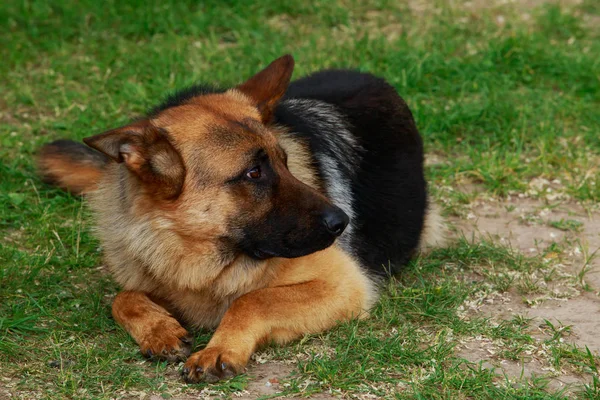 Anjing Ras Jerman Gembala Rumput Hijau — Stok Foto