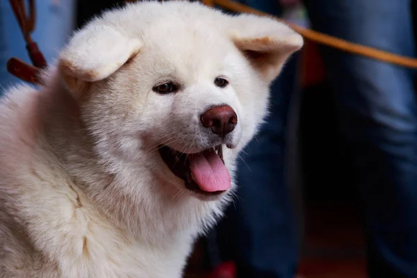 Hondenras Akita Inu Loopt Open Lucht — Stockfoto