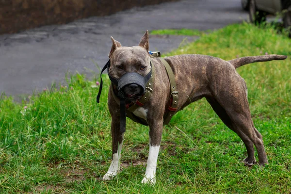 Cane Della Razza American Pit Bull Terrier — Foto Stock