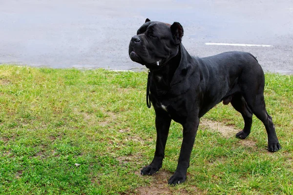 Cão Cria Corso Cana Italiano Uma Grama Verde — Fotografia de Stock