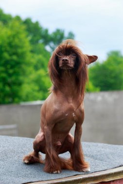Köpek doğurmak Çin tepeli açık havada oturur