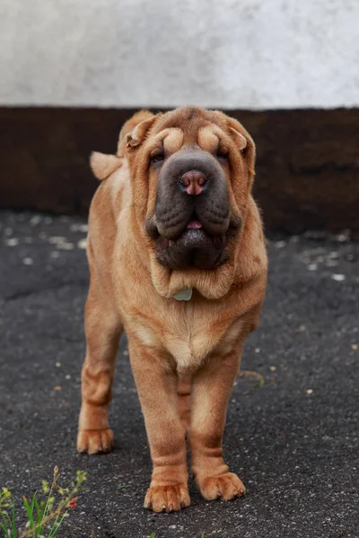 灰色のアスファルトの上のシャーペイ犬 — ストック写真