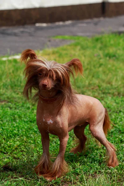 Perro Crianza Chino Cresta Fondo Verde Hierba — Foto de Stock