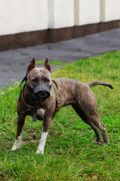 アメリカのピット ブルテリア犬種の犬 — ストック写真