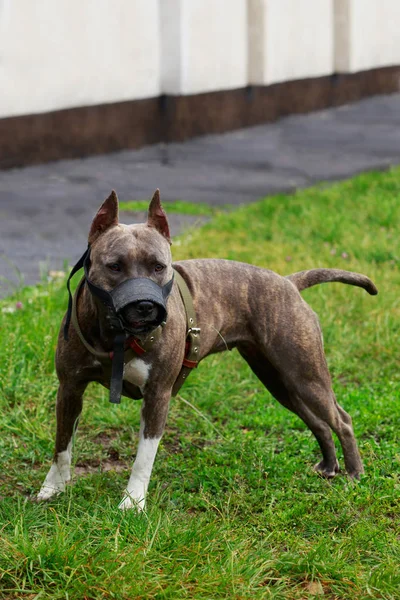 Anjing Ras American Pit Bull Terrier — Stok Foto