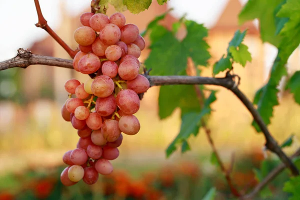 Racimo Uvas Maduras Colgando Arbusto — Foto de Stock