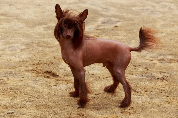 チャイニーズ クレステッド 犬種砂の上に立つ — ストック写真