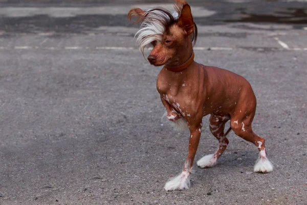 Perro Crianza Chino Cresta Stands Asfalto — Foto de Stock