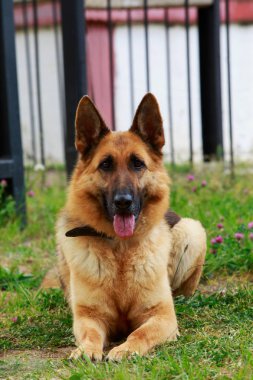 Yeşil çimenlerin üzerinde Alman çoban köpek doğurmak