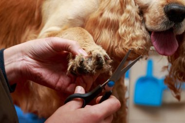 Bir köpek yavru horoz İspanyol saç bakım