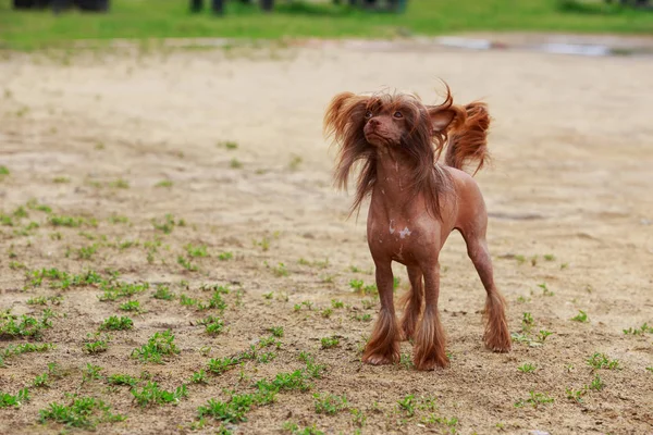 Raça Cães Chinês Crested Fica Areia — Fotografia de Stock