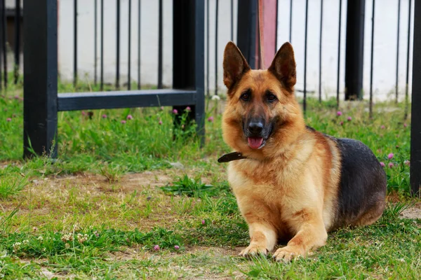 Raça Cão Pastor Alemão Grama Verde — Fotografia de Stock